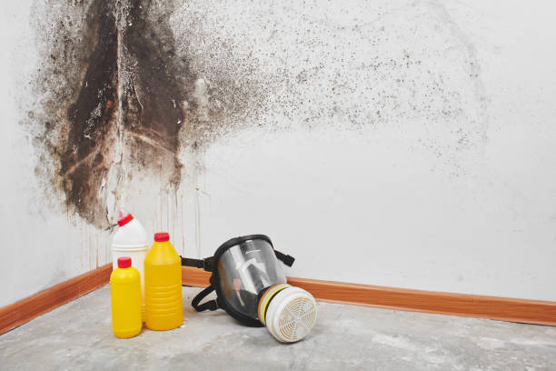 Best Residential Mold Removal  in Perry, KS