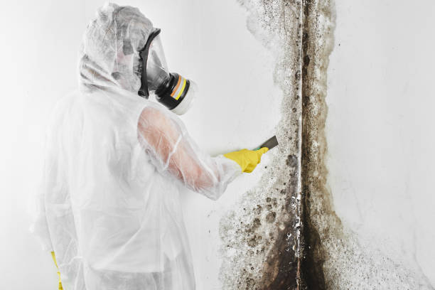 Best Mold Cleaning Services  in Perry, KS
