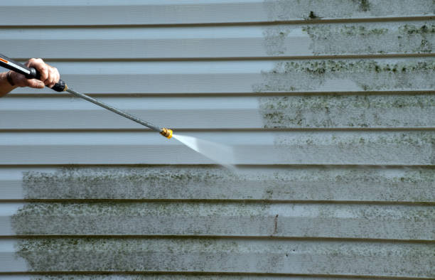 Best Local Mold Removal Service  in Perry, KS