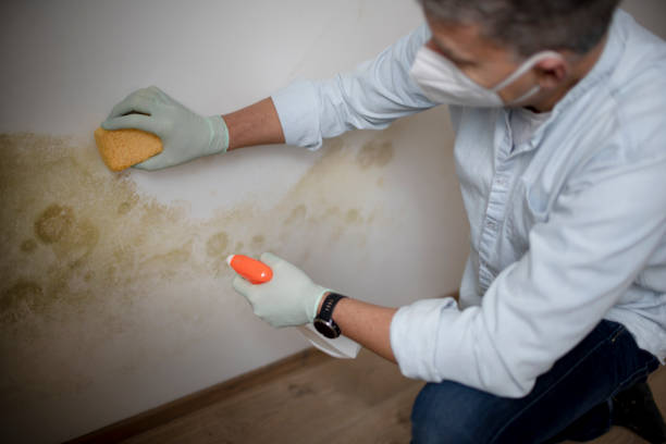Best Mold Damage Repair  in Perry, KS