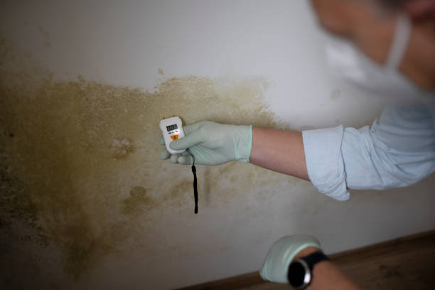 Best Mold Remediation  in Perry, KS