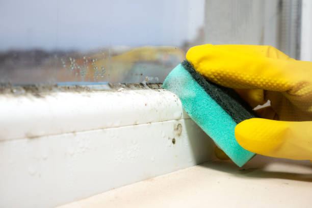 Best Attic Mold Removal  in Perry, KS