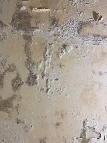Best Same-Day Mold Removal  in Perry, KS