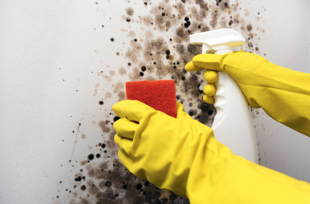 Best Mold Removal Near Me  in Perry, KS
