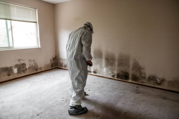 Best Professional Mold Removal  in Perry, KS