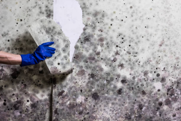 Best Mold Removal Near Me  in Perry, KS