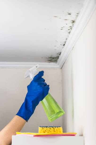 Best Mold Removal Company Near Me  in Perry, KS