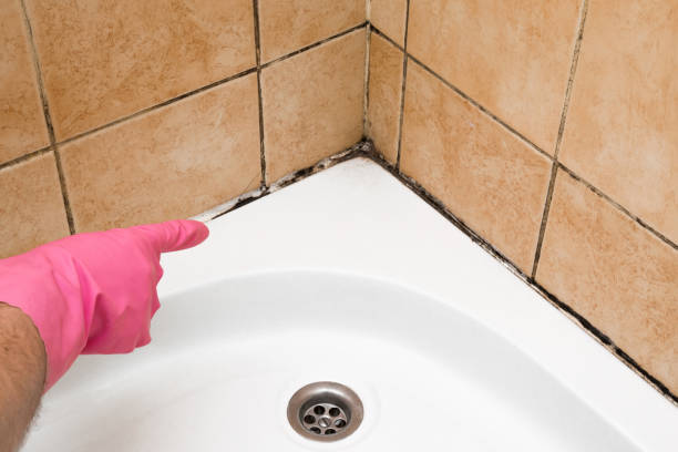 Best Certified Mold Removal  in Perry, KS